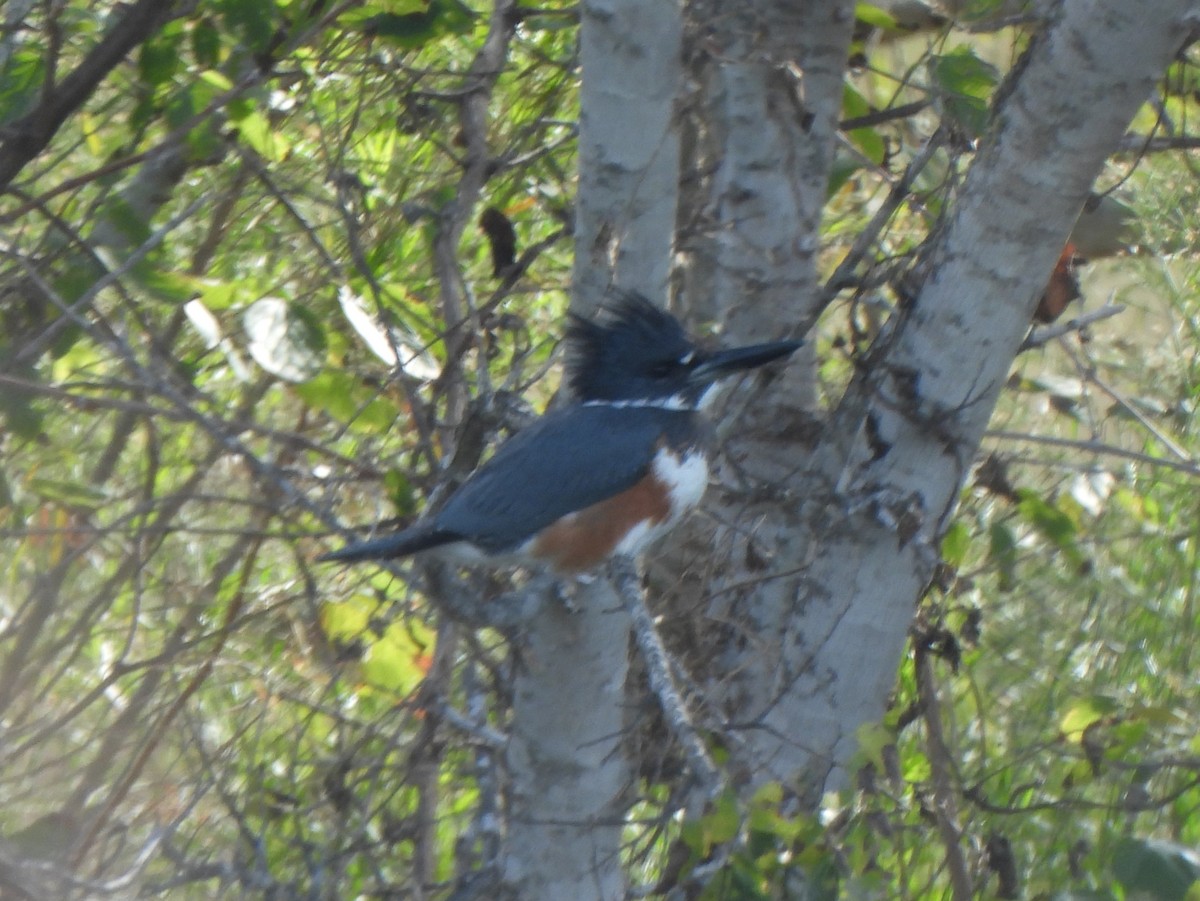 Рибалочка-чубань північний - ML646276725