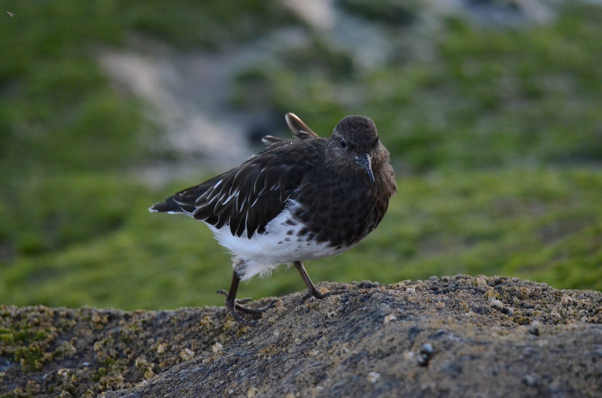 Крем'яшник чорний - ML646276726