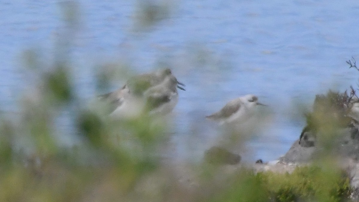 Коловодник ставковий - ML646276727