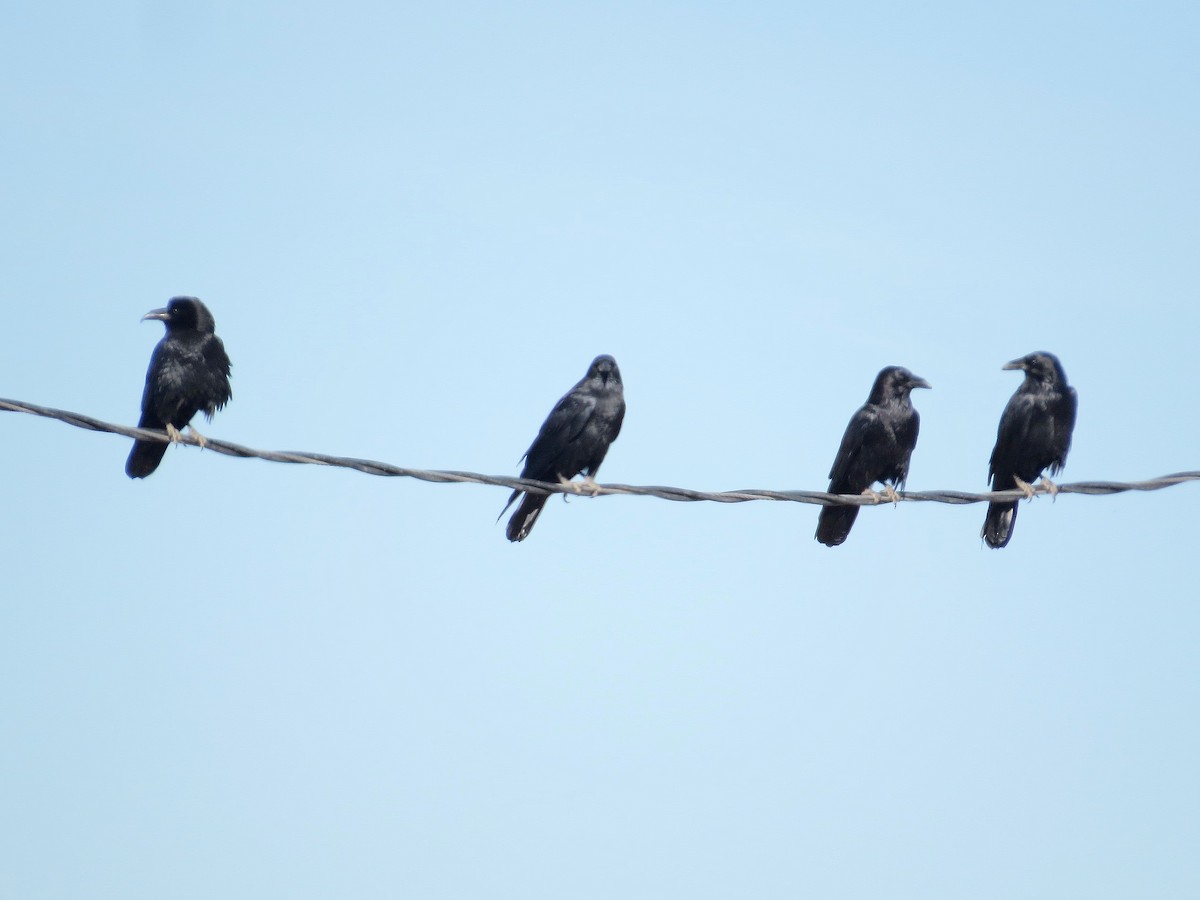 Крук мексиканський - ML646276732