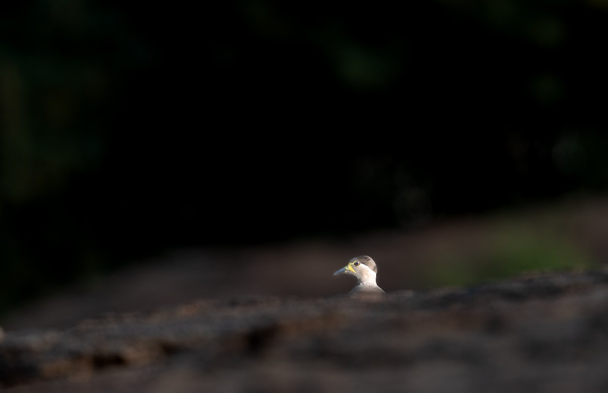 Yellow-wattled Lapwing - ML646276735