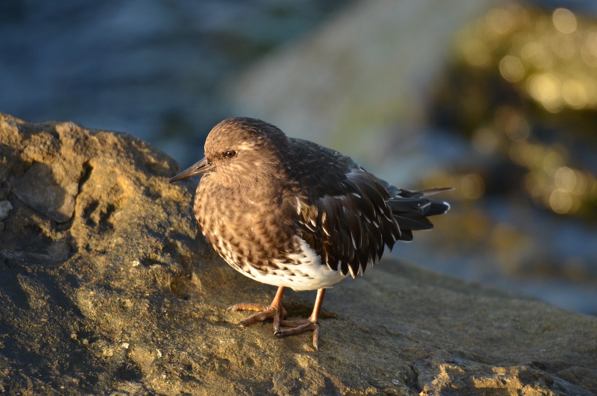 Крем'яшник чорний - ML646276736