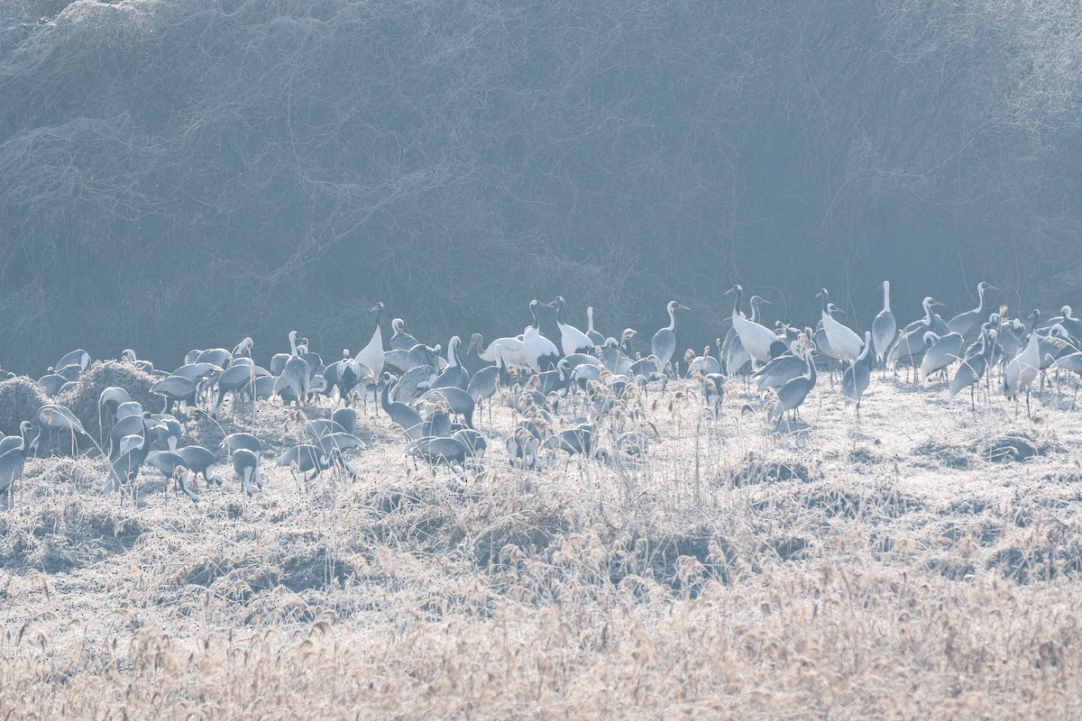 Журавель даурський - ML646276739