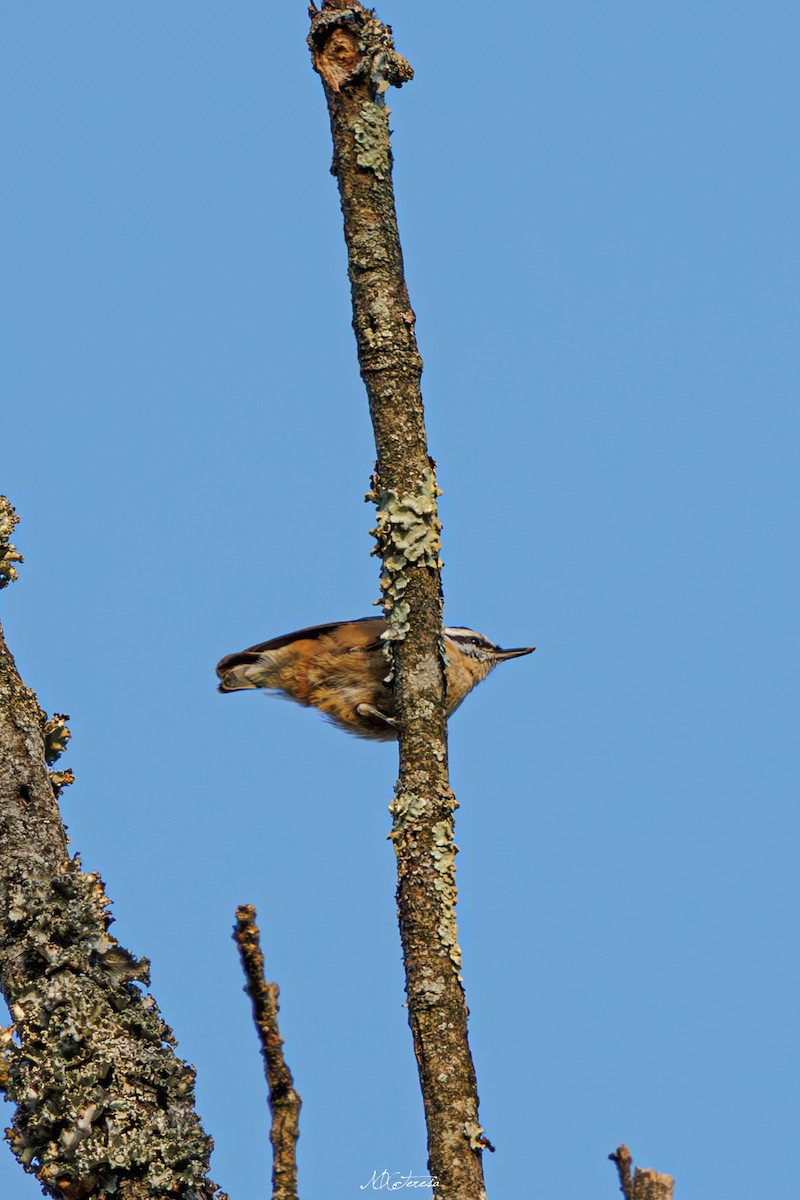 Повзик канадський - ML646276744