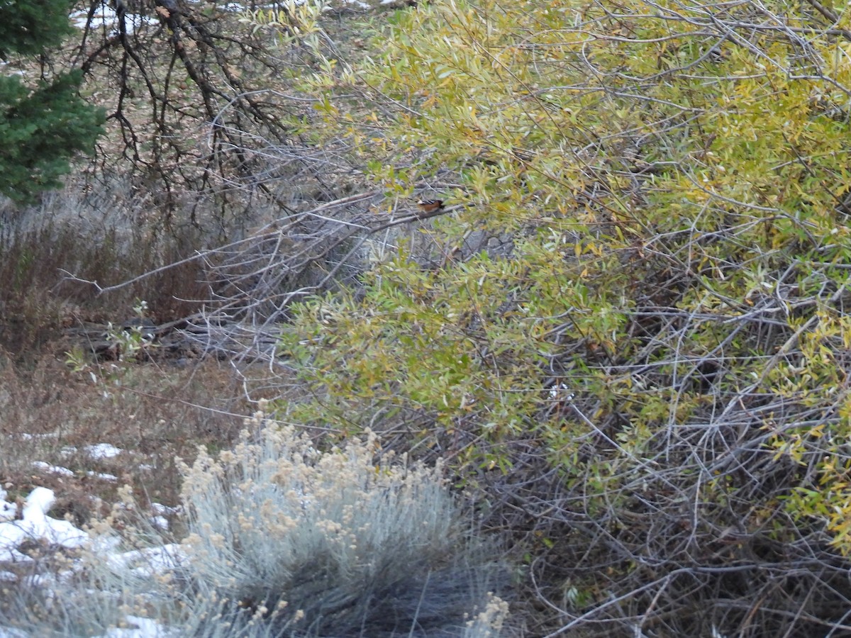 Тауї плямистий - ML646276746