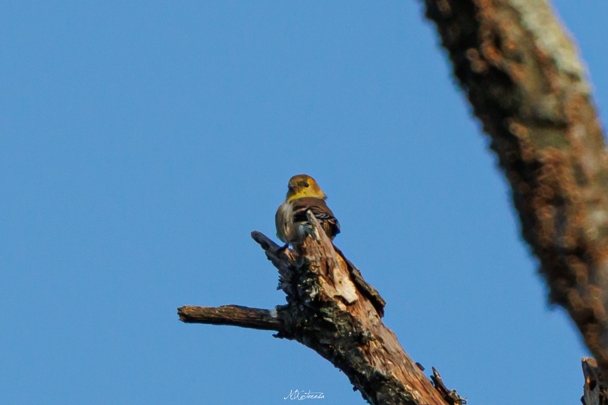 Чиж золотий - ML646276747