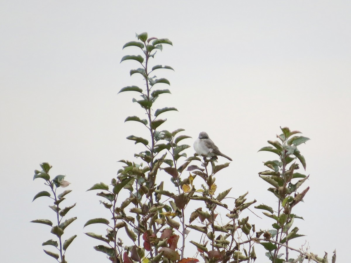 Gray Kingbird - ML646276754