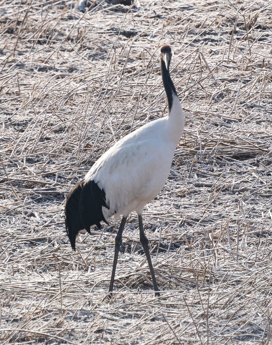 Grue du Japon - ML646276755