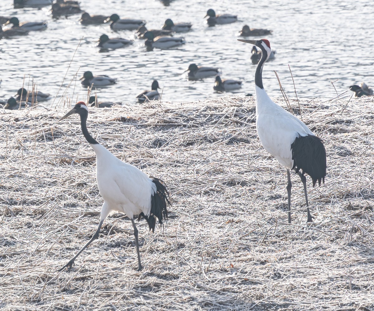 Grue du Japon - ML646276756