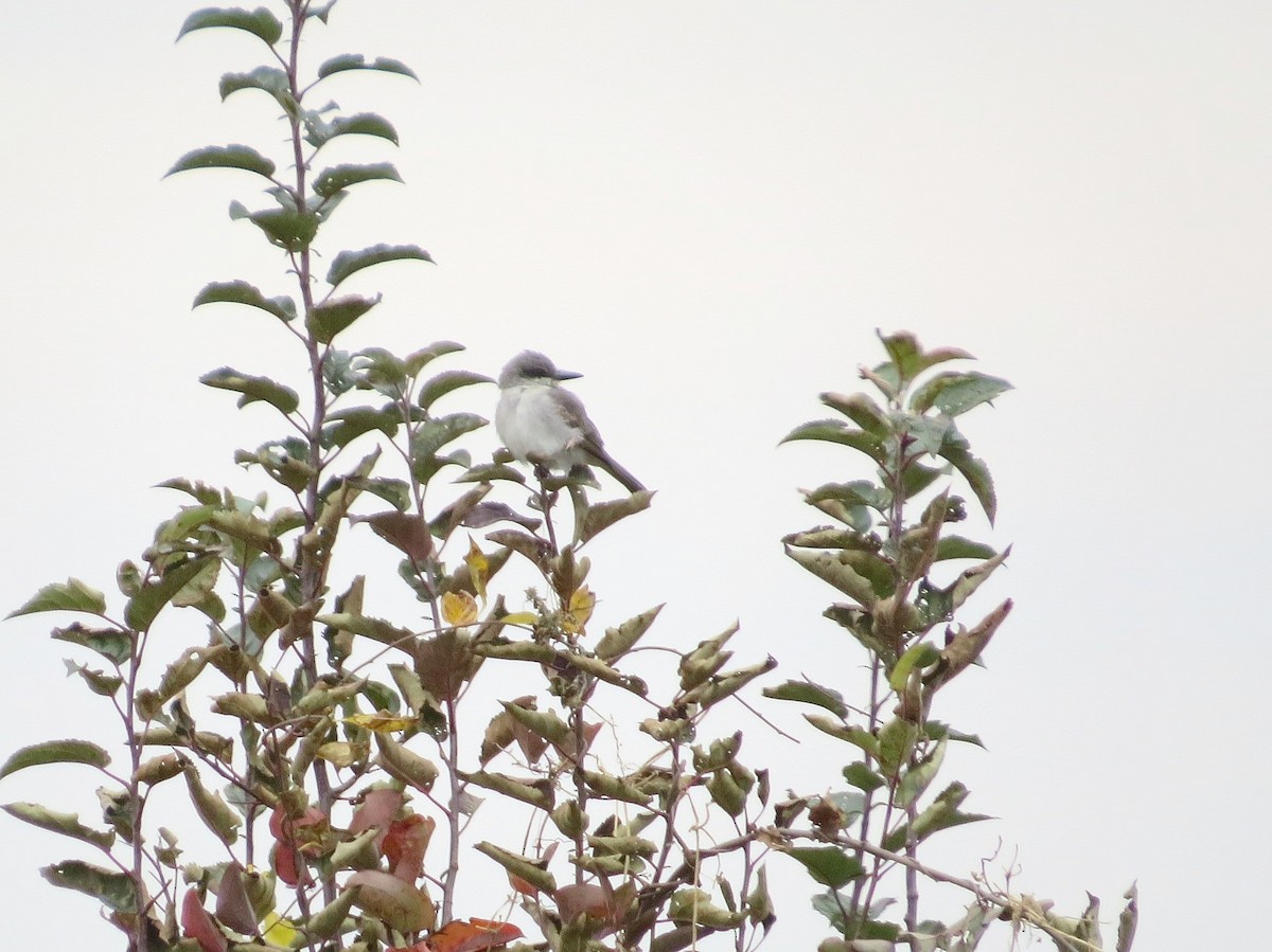 Тиран сірий - ML646276758