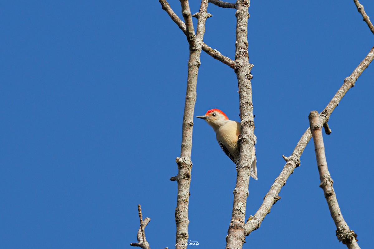 Red-bellied Woodpecker - ML646276763