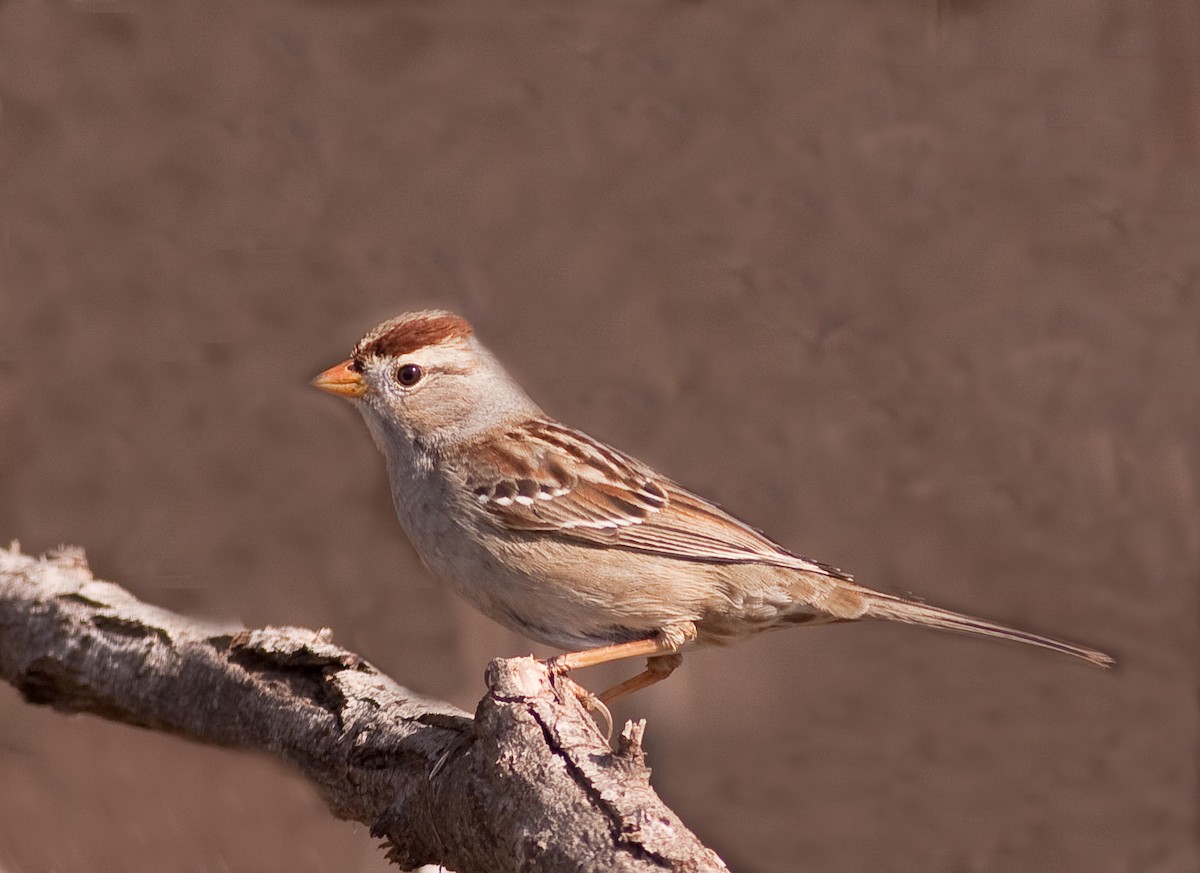 Porsuk Serçesi - ML646276765