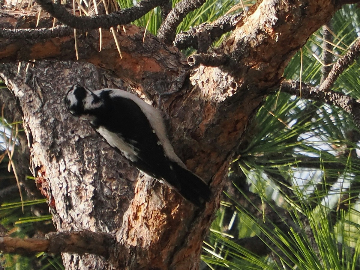 strakapoud americký - ML646276767