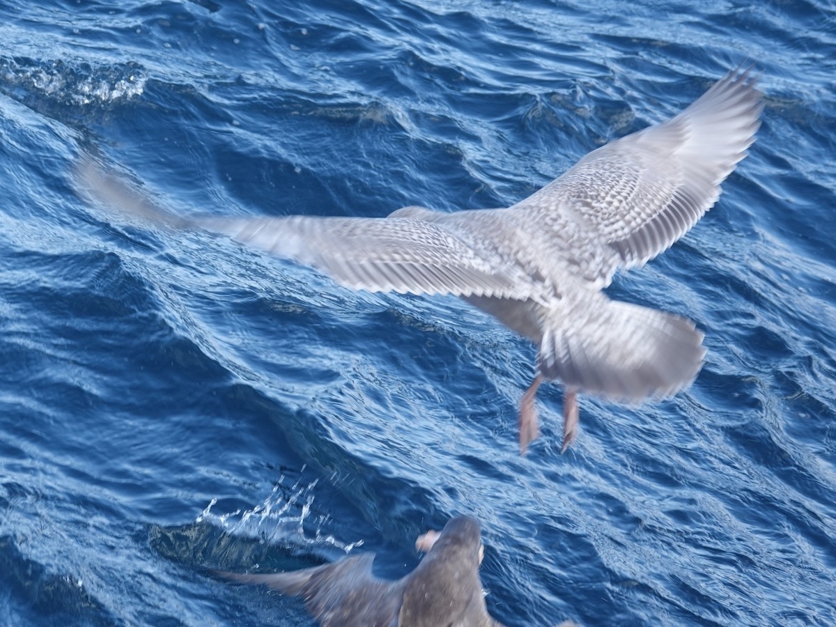 American Herring x Glaucous-winged Gull (hybrid) - ML646276768