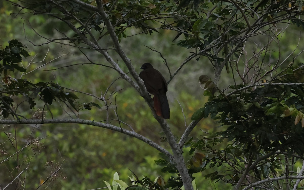 Andean Guan - ML646276772