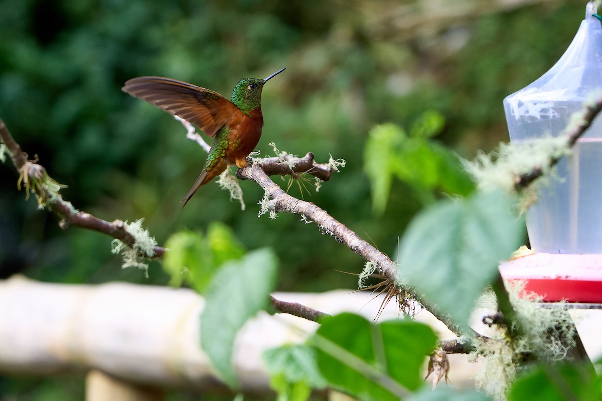 Chestnut-breasted Coronet - ML646276775