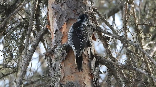 アメリカミユビゲラ（bacatus） - ML646276777