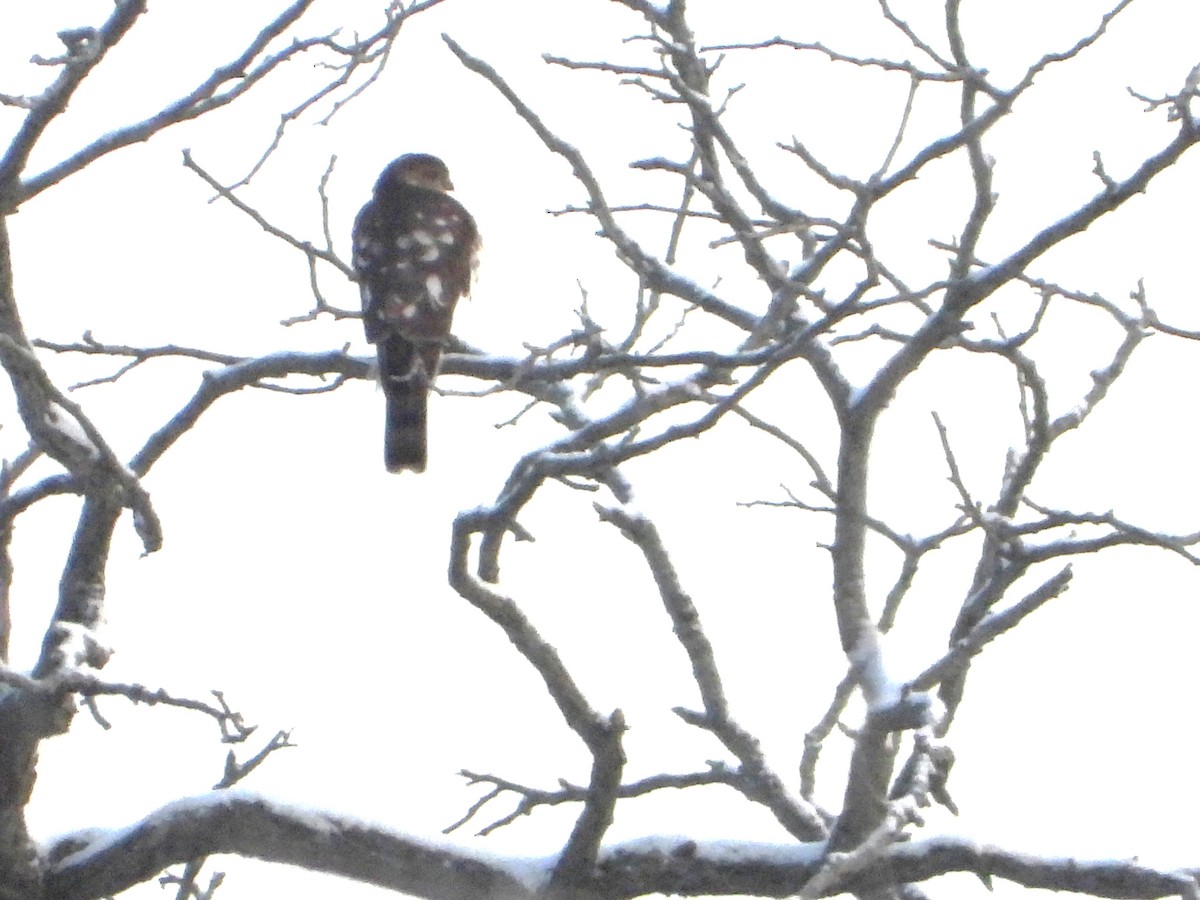 Amerika Atmacası - ML646276779