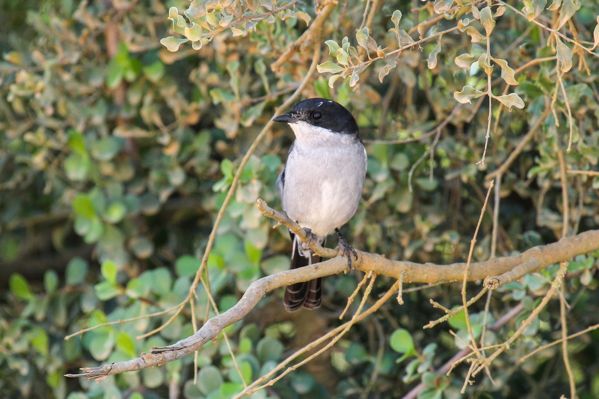 Fiscal Flycatcher - ML646276780