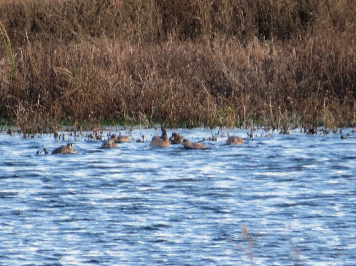 Свищ євразійський - ML646276781