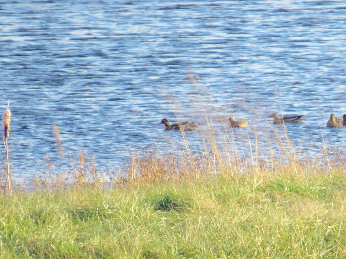 Свищ євразійський - ML646276782