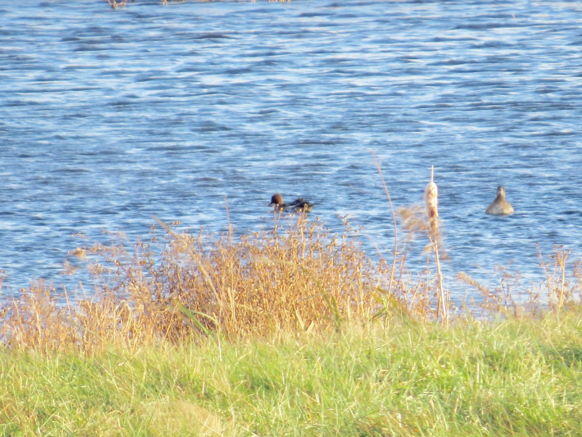 Свищ євразійський - ML646276783