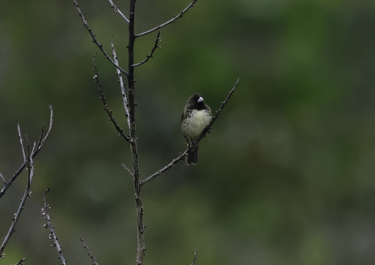 Yellow-bellied Seedeater - ML646276785