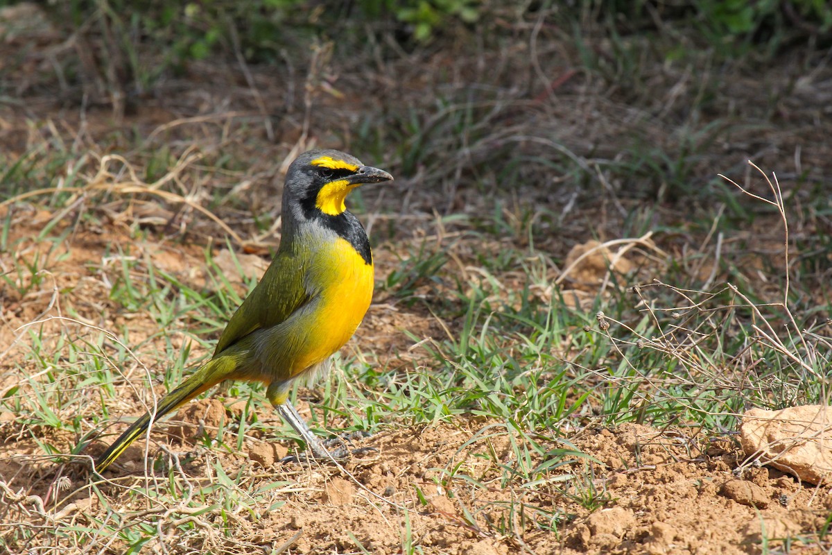 キノドミドリヤブモズ - ML646276787