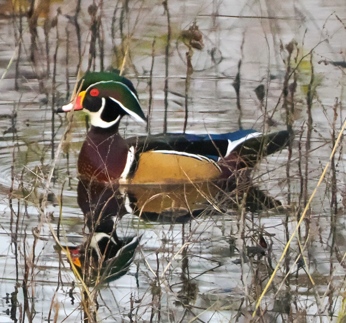 アメリカオシ - ML646276790