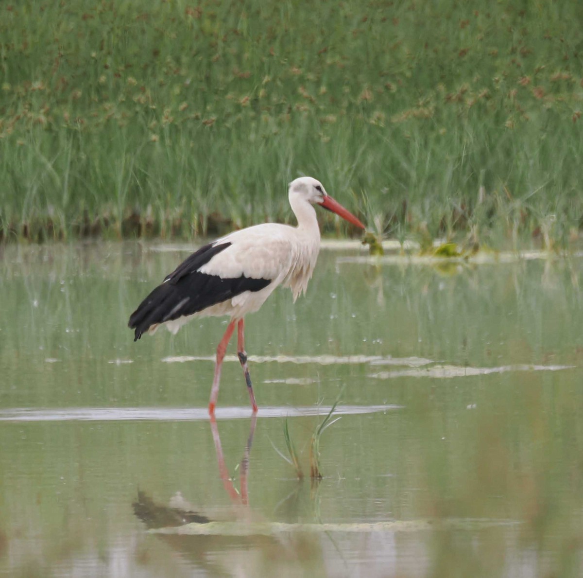 シュバシコウ - ML646276791