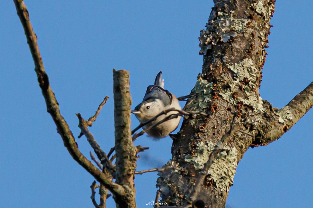 ムナジロゴジュウカラ - ML646276792