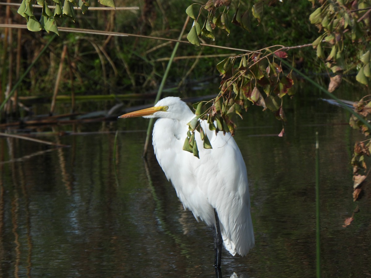 ダイサギ（egretta） - ML646276793