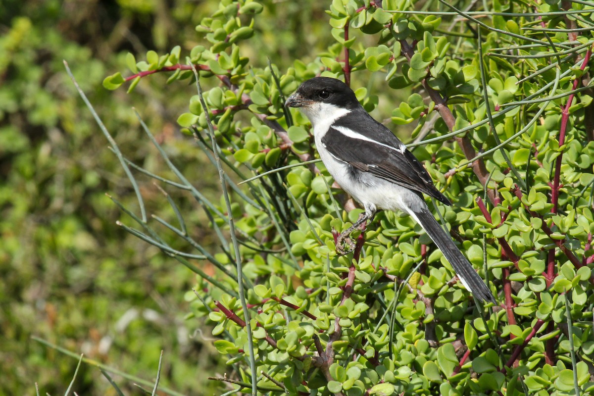 カタジロオナガモズ - ML646276794