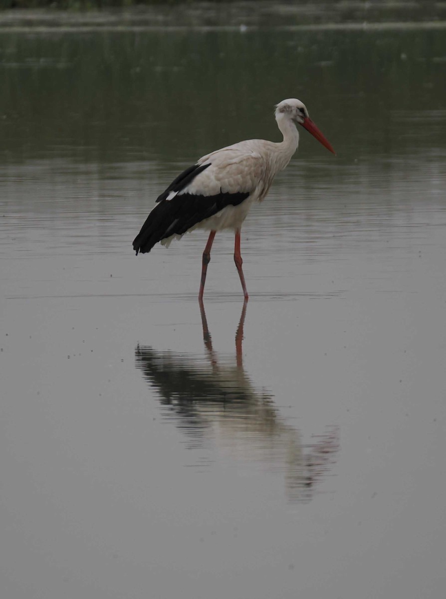 シュバシコウ - ML646276795