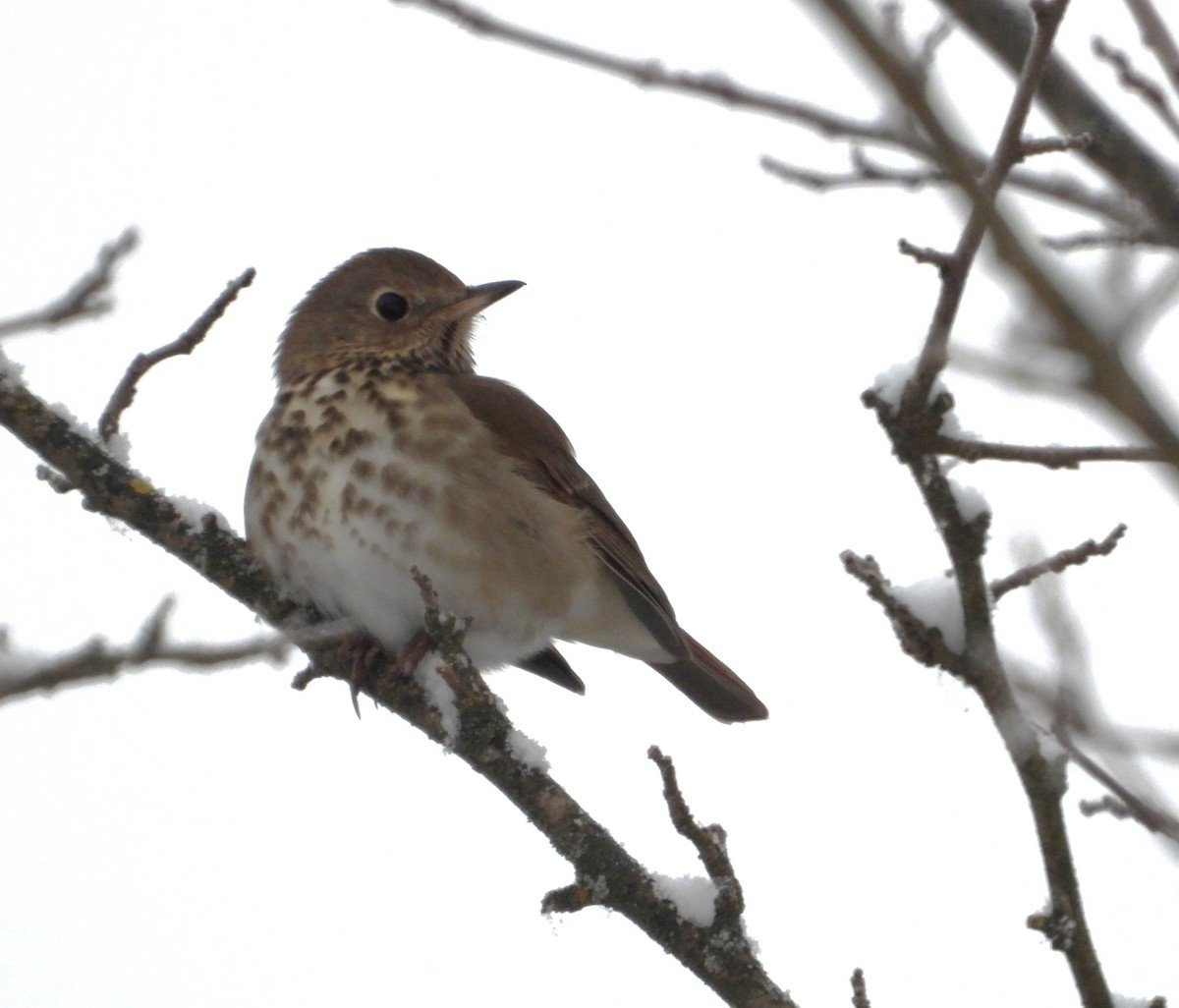 Münzevi Bülbül Ardıcı - ML646276796