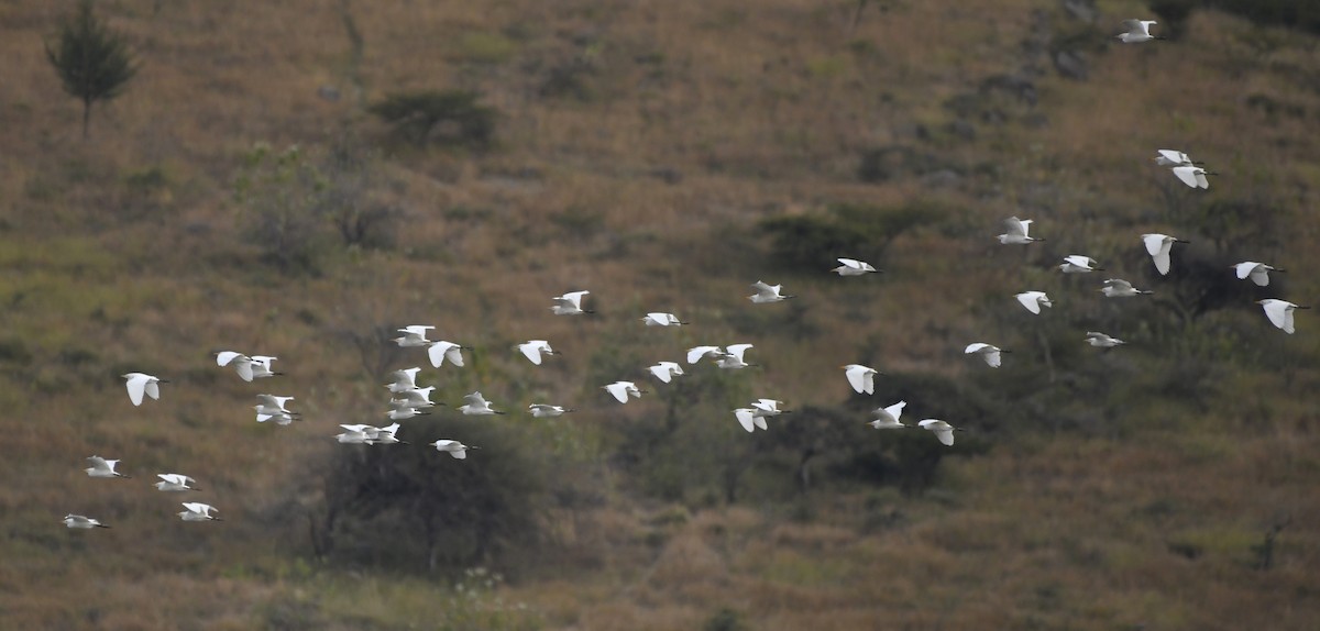 ニシアマサギ - ML646276797