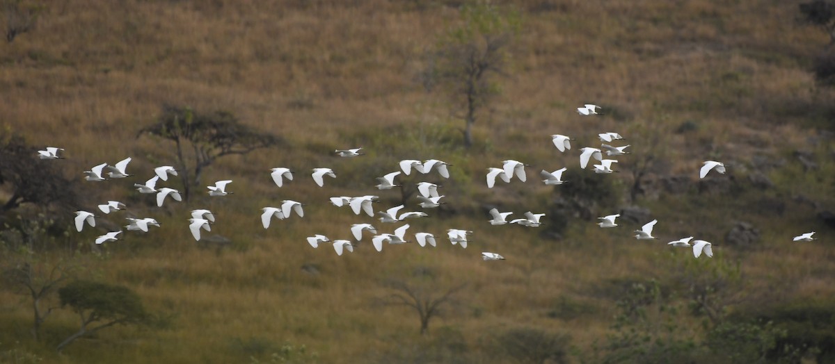ニシアマサギ - ML646276798