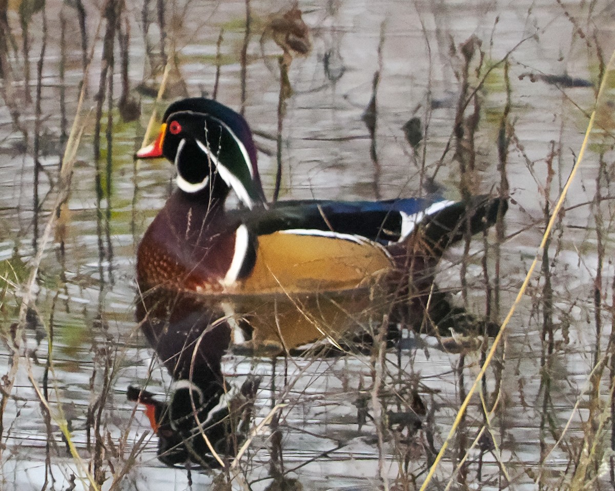 アメリカオシ - ML646276799