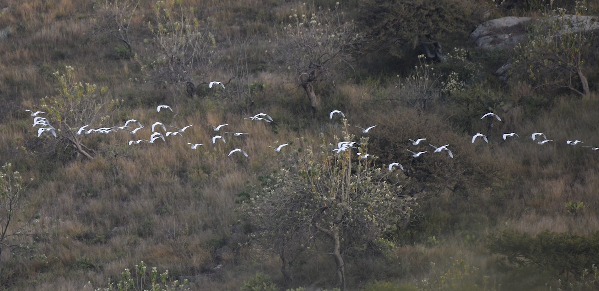 ニシアマサギ - ML646276800