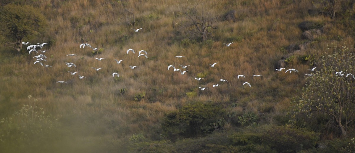 ニシアマサギ - ML646276801