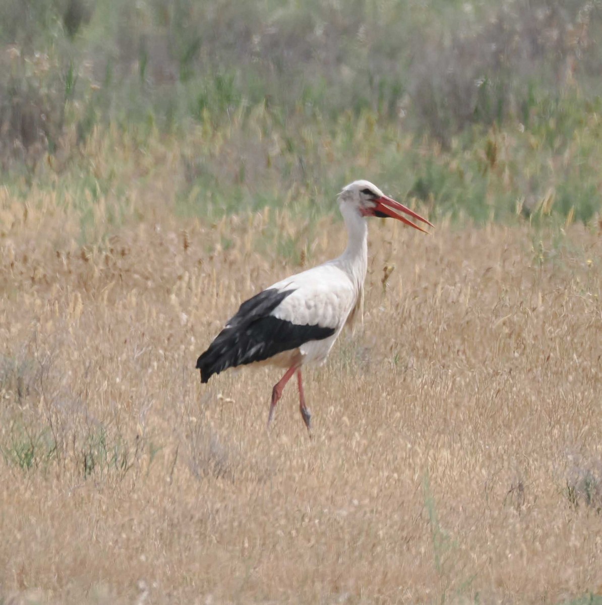 シュバシコウ - ML646276802