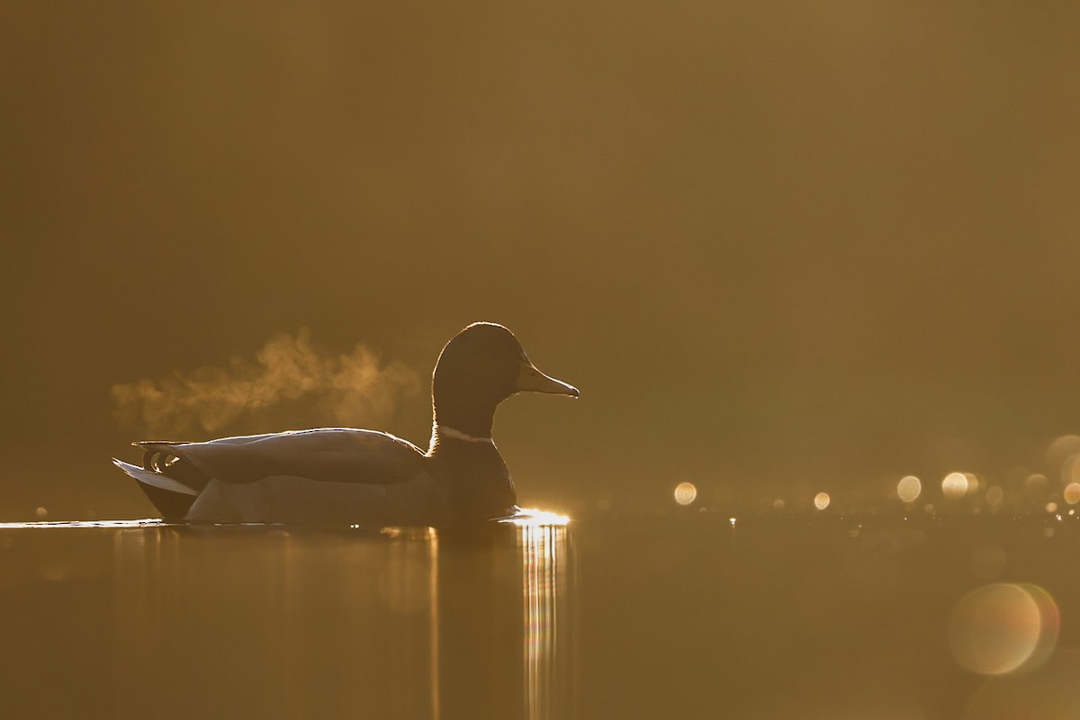 マガモ - ML646276803