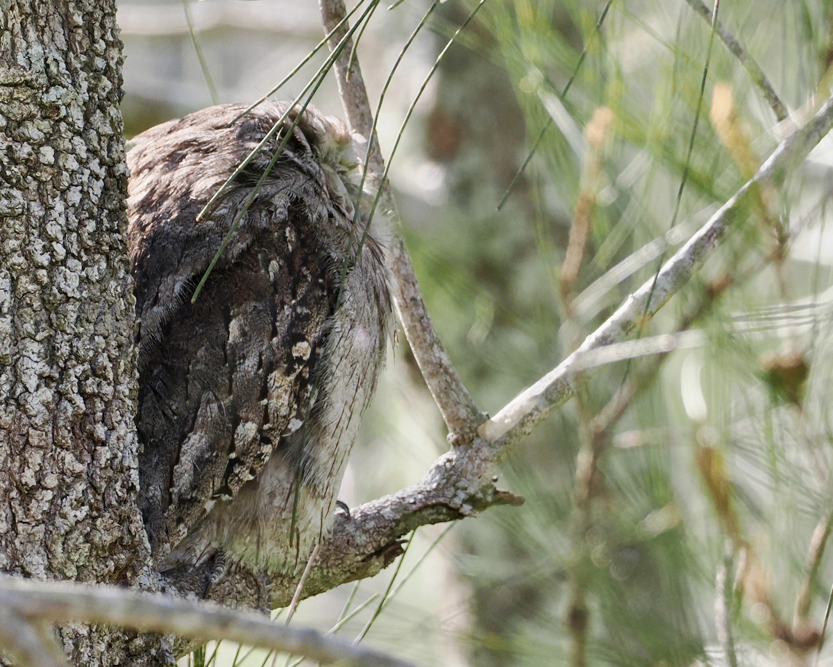 オーストラリアガマグチヨタカ - ML646276804