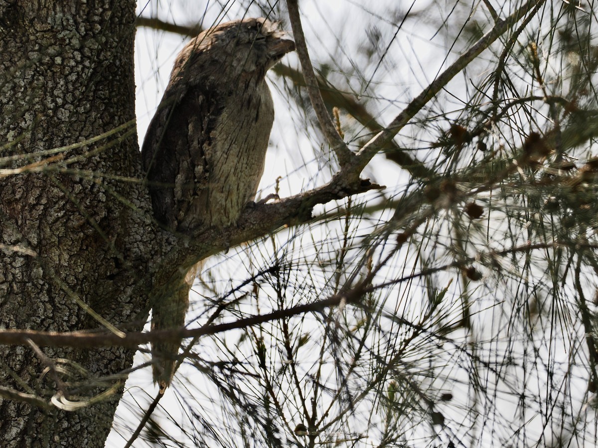 オーストラリアガマグチヨタカ - ML646276805