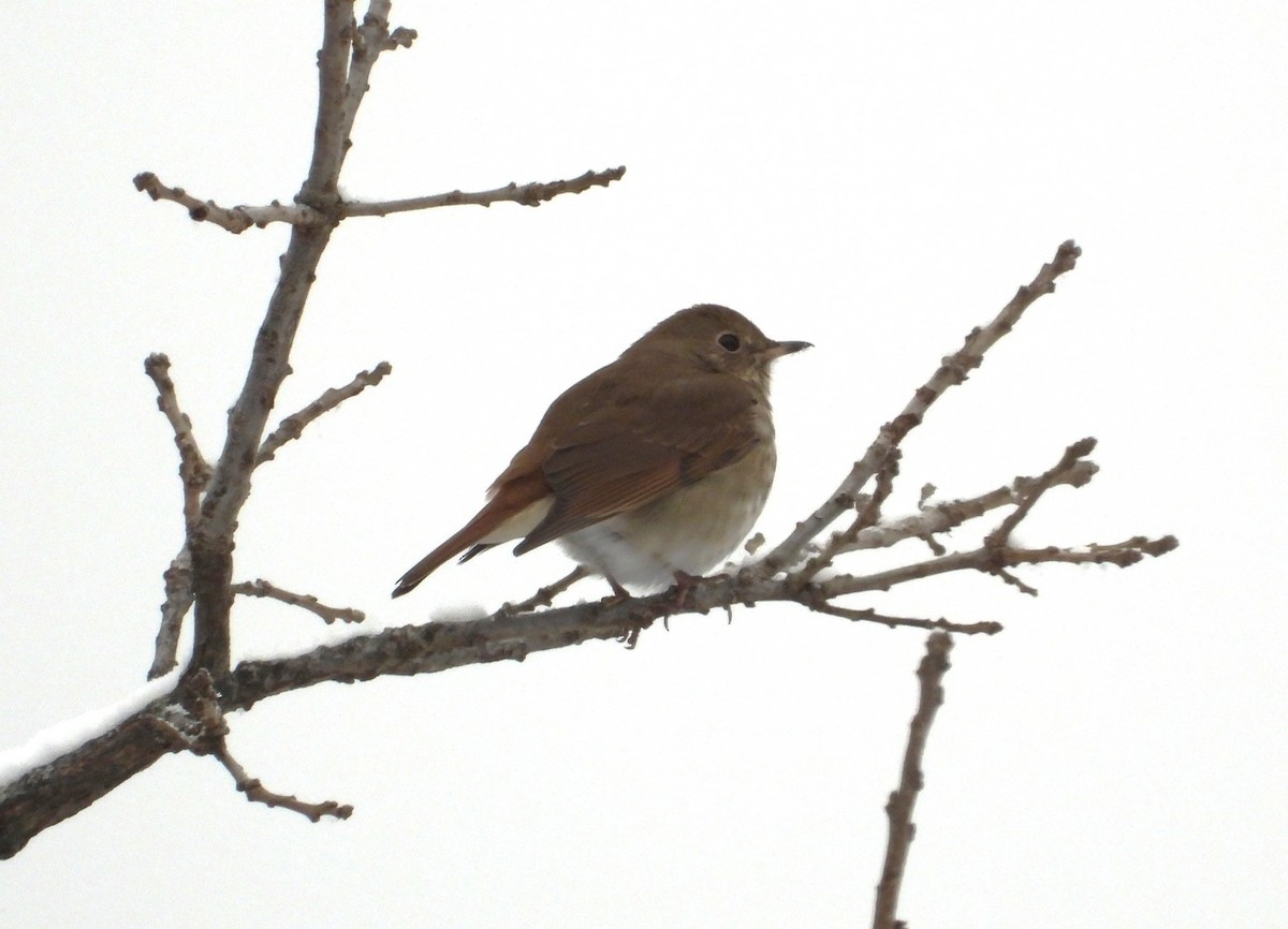 Münzevi Bülbül Ardıcı - ML646276807