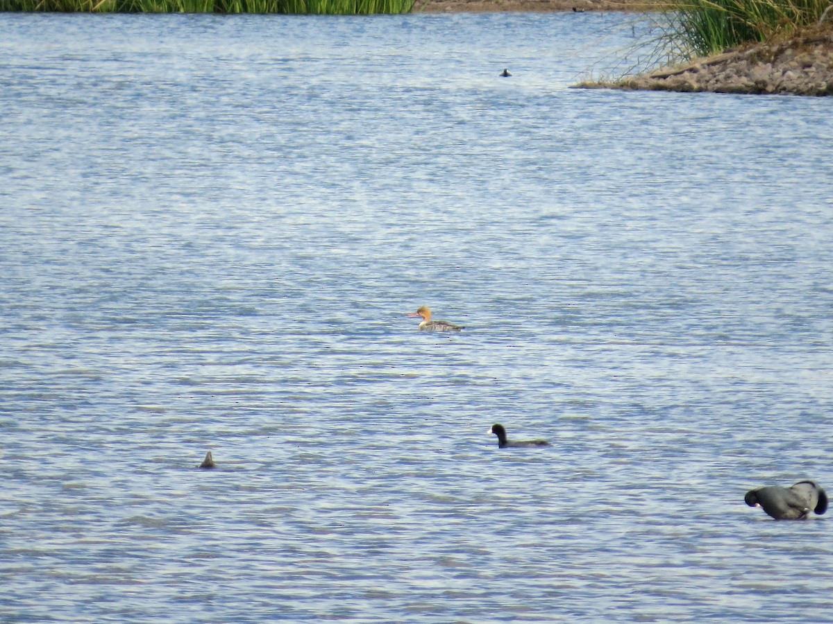 ウミアイサ - ML646276808