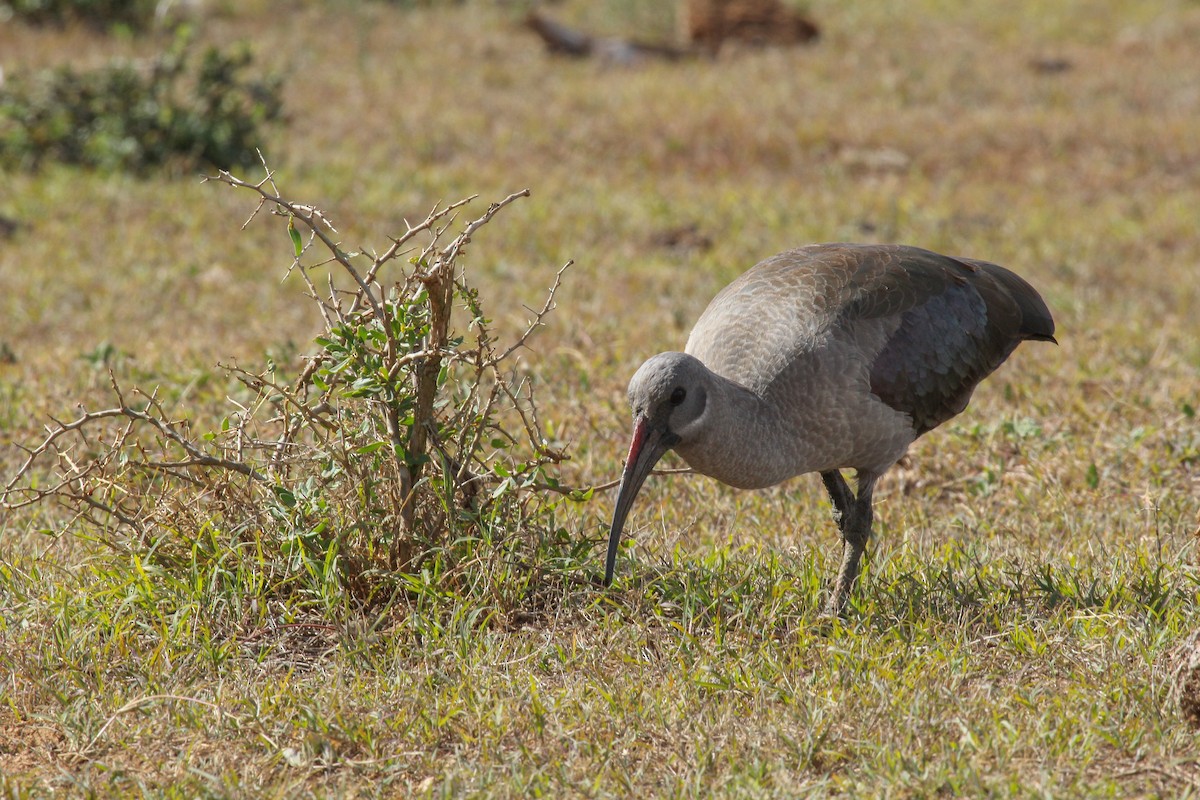 ハダダトキ - ML646276809