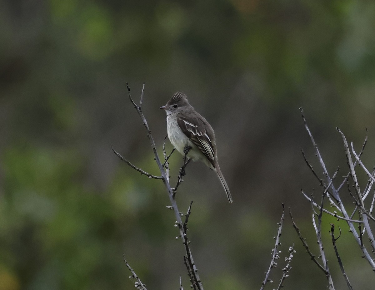 キバラシラギクタイランチョウ - ML646276810