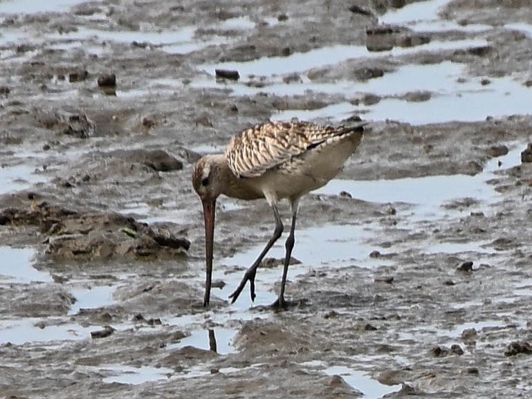 オオソリハシシギ - ML646276811