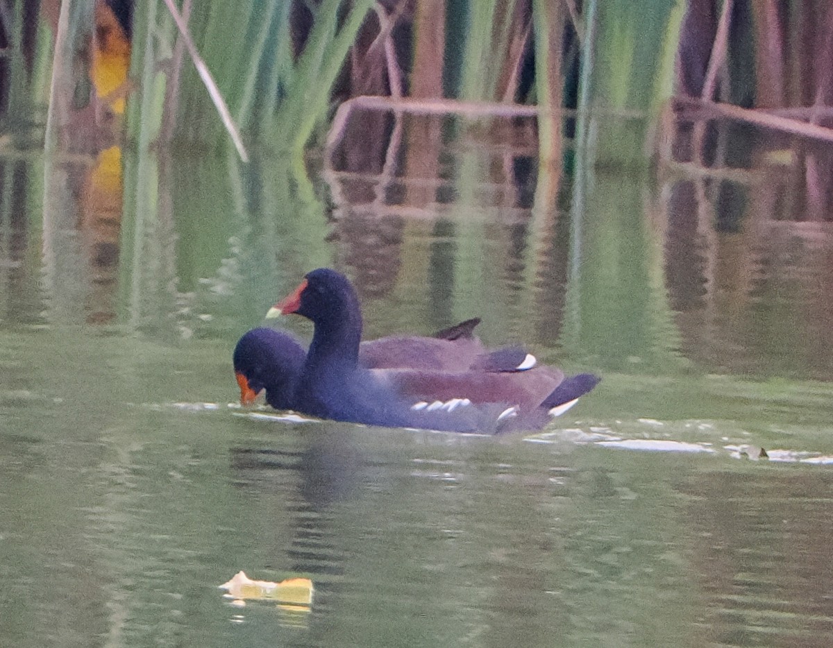 アメリカバン - ML646276812